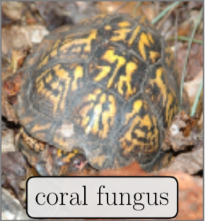Mislabeled ImageNet Sample: Coral Fungus